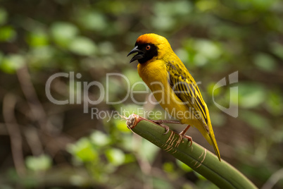 Masked weaver bird perched on green plant