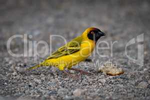 Masked weaver bird with crust on gravel