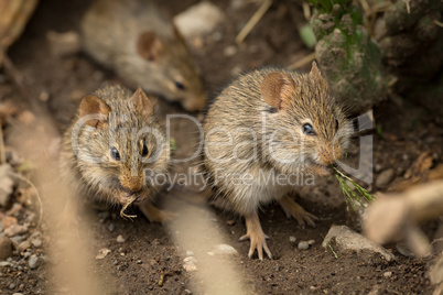 Mice eating among rocks seen through branches