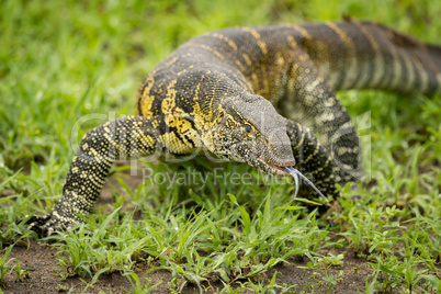 Monitor lizard crawls forward flicking tongue out