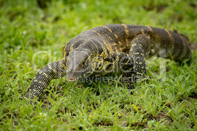 Monitor lizard crawls forward in grassy clearing