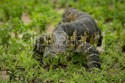 Monitor lizard crawls through grass towards camera