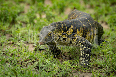 Monitor lizard crawls towards camera through grass