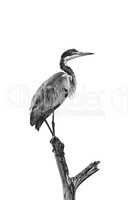 Mono black-headed heron perched on dead tree