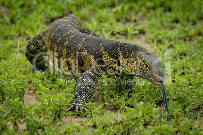 Monitor lizard with tongue out crawls forward