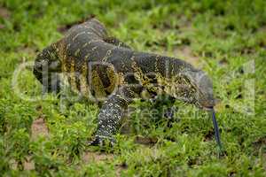 Monitor lizard with tongue out crawls forward