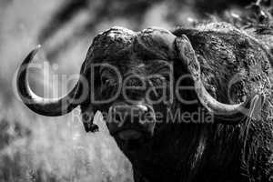 Mono close-up of Cape buffalo facing camera