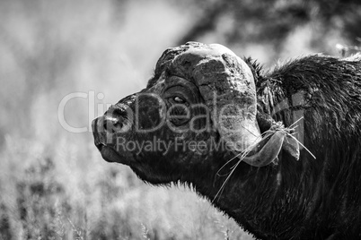 Mono close-up of Cape buffalo in profile