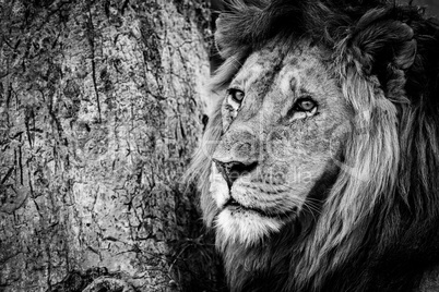 Mono close-up of male lion beside tree