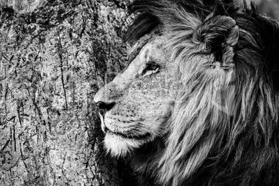 Mono close-up of male lion by tree
