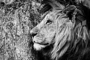 Mono close-up of male lion by tree