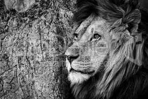 Mono close-up of male lion by trunk