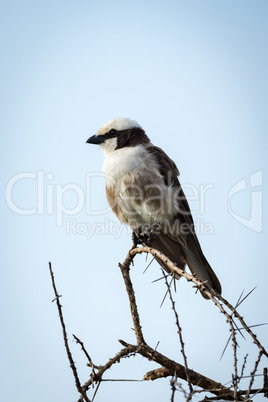 Northern white-crowned shrike looking left on branch