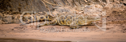 Nile crocodile on sandy riverbank beside rocks