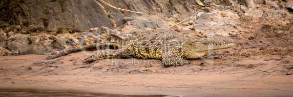 Nile crocodile on sandy riverbank beside rocks