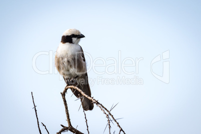Northern white-crowned shrike looking right on branch
