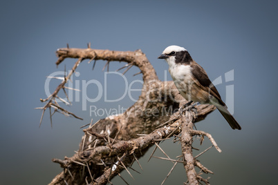 Northern white-crowned shrike perched on thorny branch