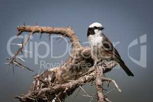 Northern white-crowned shrike turns head on branch