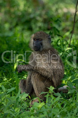 Olive baboon in grass with head turned