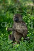 Olive baboon in grass with head turned