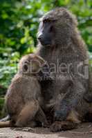Olive baboon mother nurses young on wall