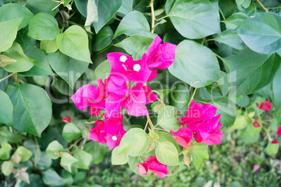 pink blossom in the nature