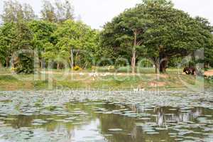 lake with water lilies in Sukhothai