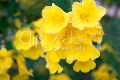 yellow blossom in the nature