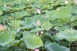 lake with water lilies in Sukhothai