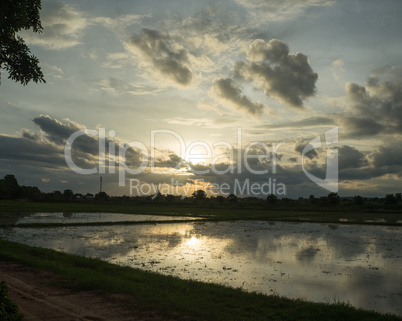 rice field in Sukhothai in thailand in sunset