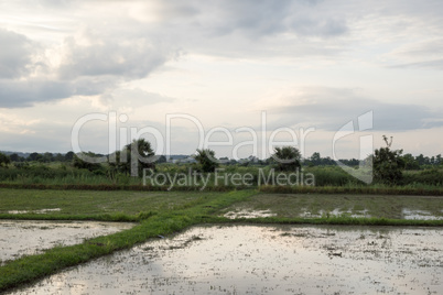 rice field in Sukhothai in thailand