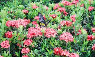 butterfly  on red flowers in sukhothai