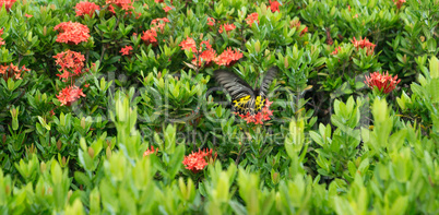 butterfly  on red flowers in sukhothai