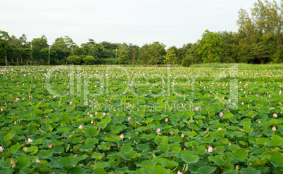 water lilies in sukhothai in thailand