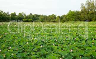 water lilies in sukhothai in thailand