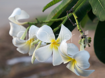 white blossom in  Sukhothai thailand