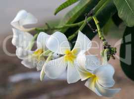 white blossom in  Sukhothai thailand