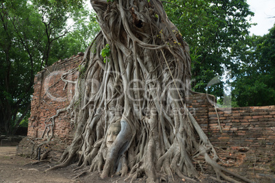 buddhahead in a tree in the temple complex Wat Maha That in Ayut