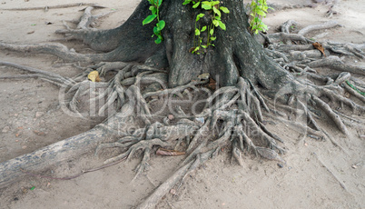 roots in the temple complex Wat Maha That in Ayutthaya