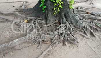 roots in the temple complex Wat Maha That in Ayutthaya