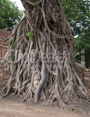 buddhahead in a tree in the temple complex Wat Maha That in Ayut