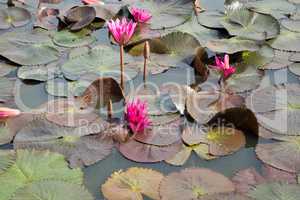water lilies in the historical park in sukhothai