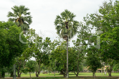 Palm trees in the historical park in sukhothai