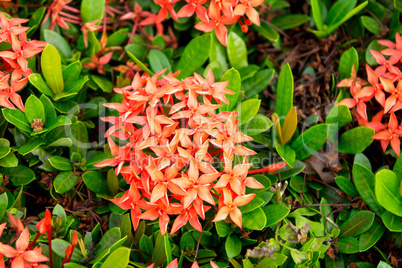 red blossom  in the historical park in sukhothai