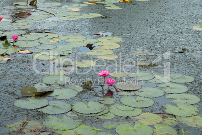 water lilies in the historical park in sukhothai