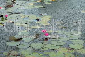 water lilies in the historical park in sukhothai