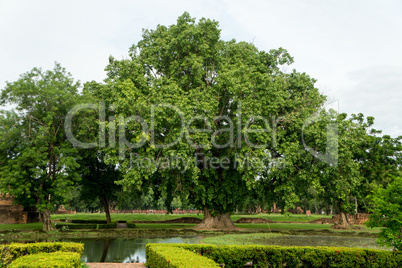 tree in the historical park in sukhothai