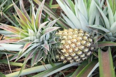 Round trip thailand july 2017 - pineapple field in  Maechae