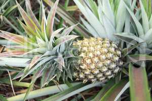 Round trip thailand july 2017 - pineapple field in  Maechae