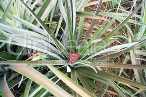 pineapple on a field in Maechae